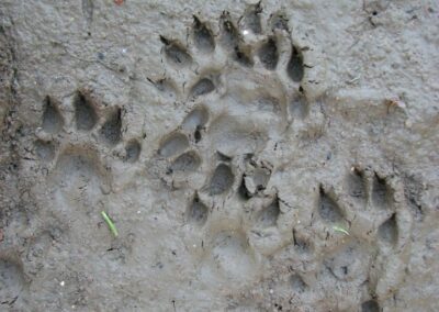 Spotting Otters - UK Wild Otter Trust