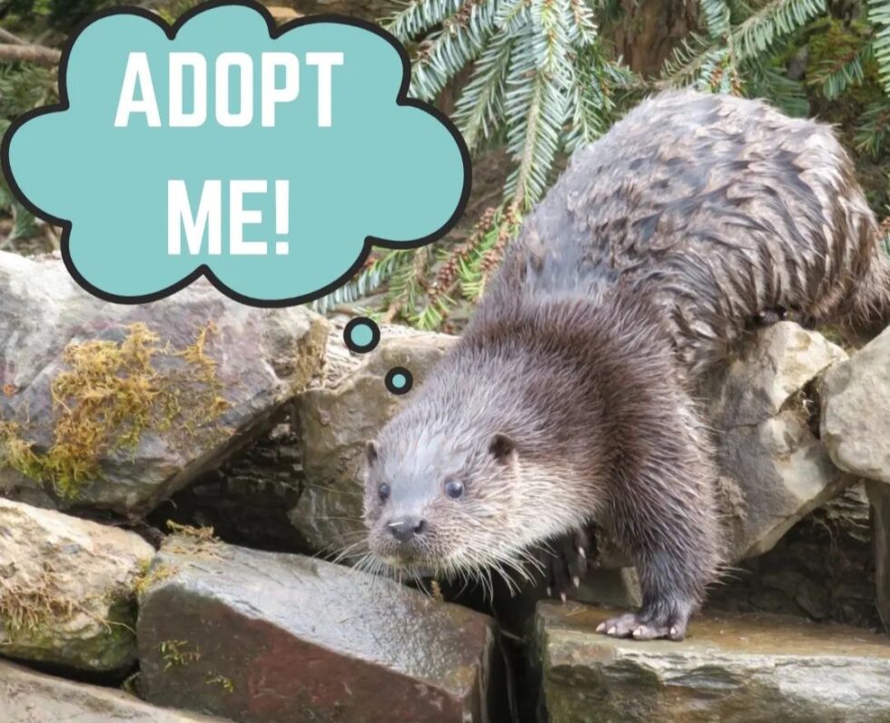 Adopt a Rescued Otter - UK Wild Otter Trust