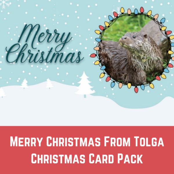 Christmas Card Pack – Merry Christmas From Tolga