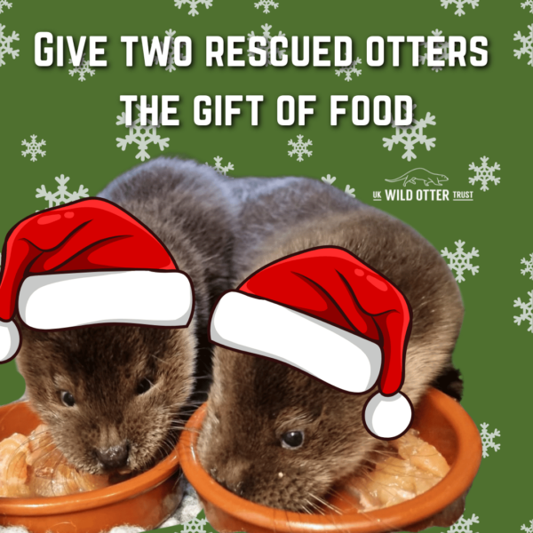 Give Two Rescued Otter The Gift Of Food