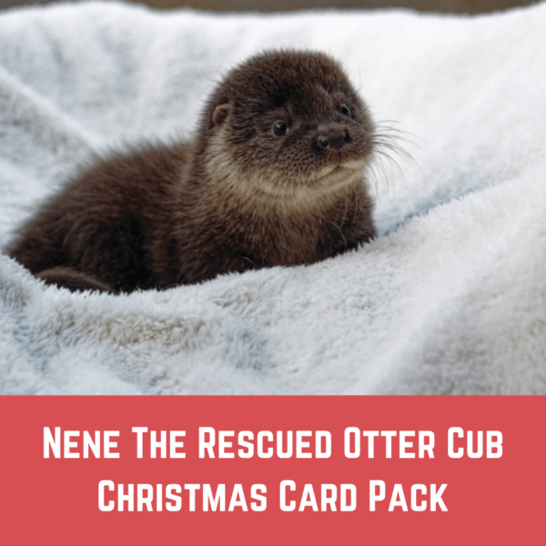 Christmas Card Pack – Nene The Rescued Otter Cub