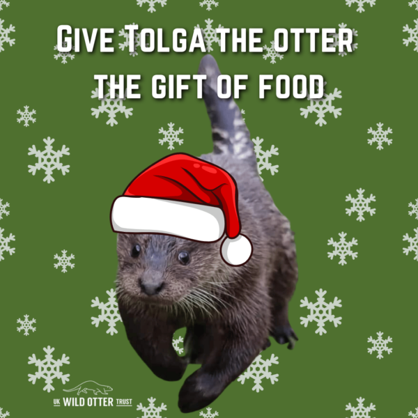 Give Tolga The Otter The Gift Of Food