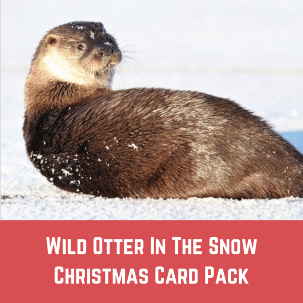 Christmas Card Pack – Wild Otter In The Snow