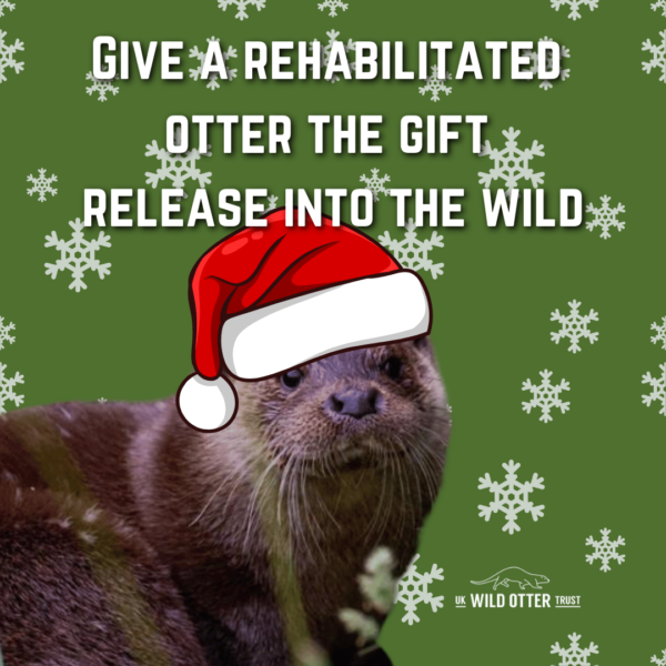 Give A Rehabilitated Otter The Gift Of Release Into The Wild