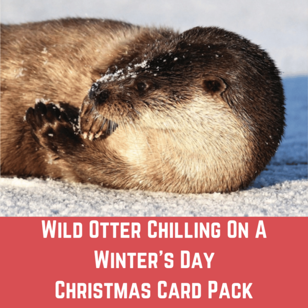 Christmas Card Pack - Wild Otter Chilling On A Winter's Day