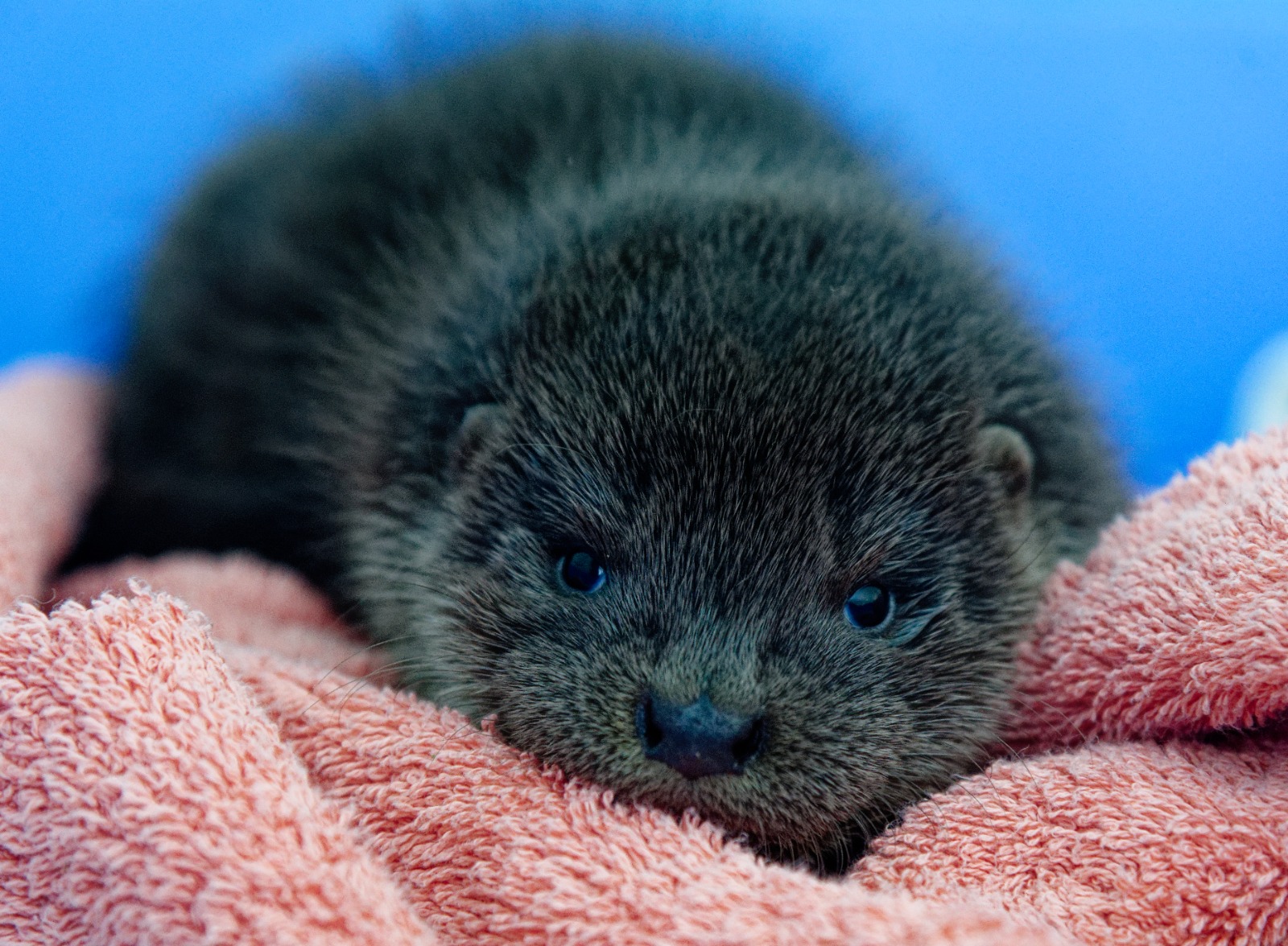 Donate items to our rehab centre - UK Wild Otter Trust