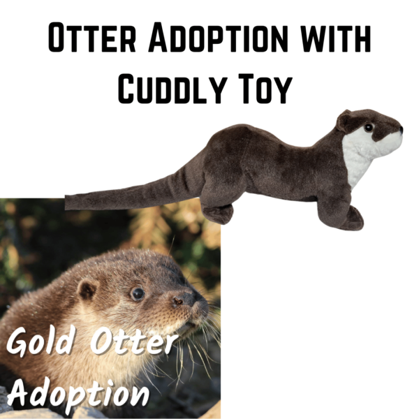 Otter Adoption with Cuddly Toy