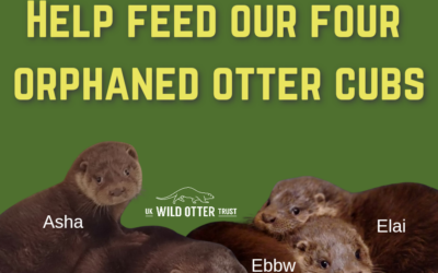 Help feed our four orphaned otter cubs