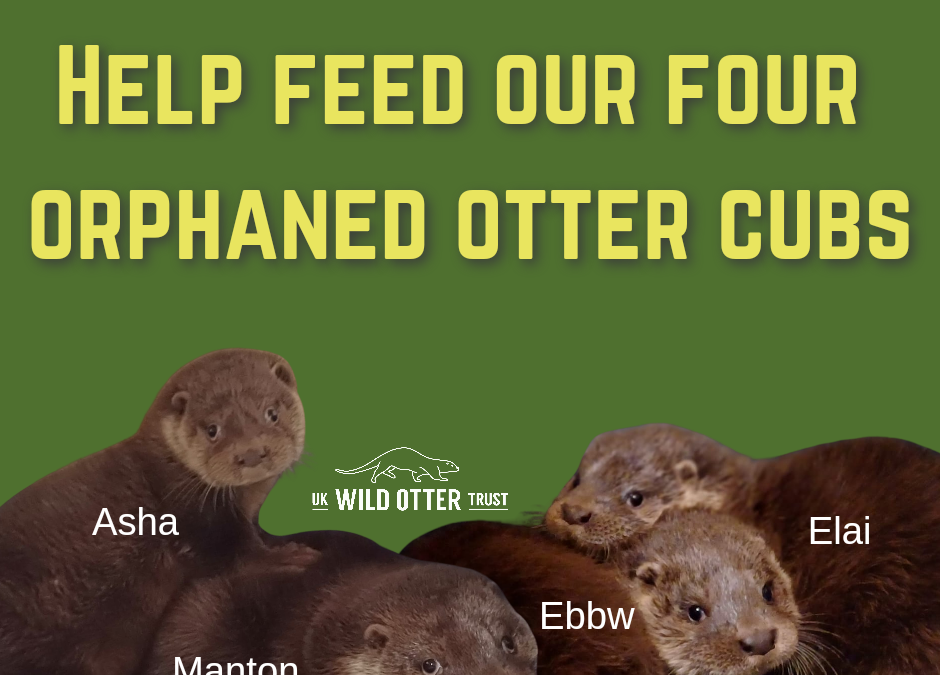 Help feed our four orphaned otter cubs