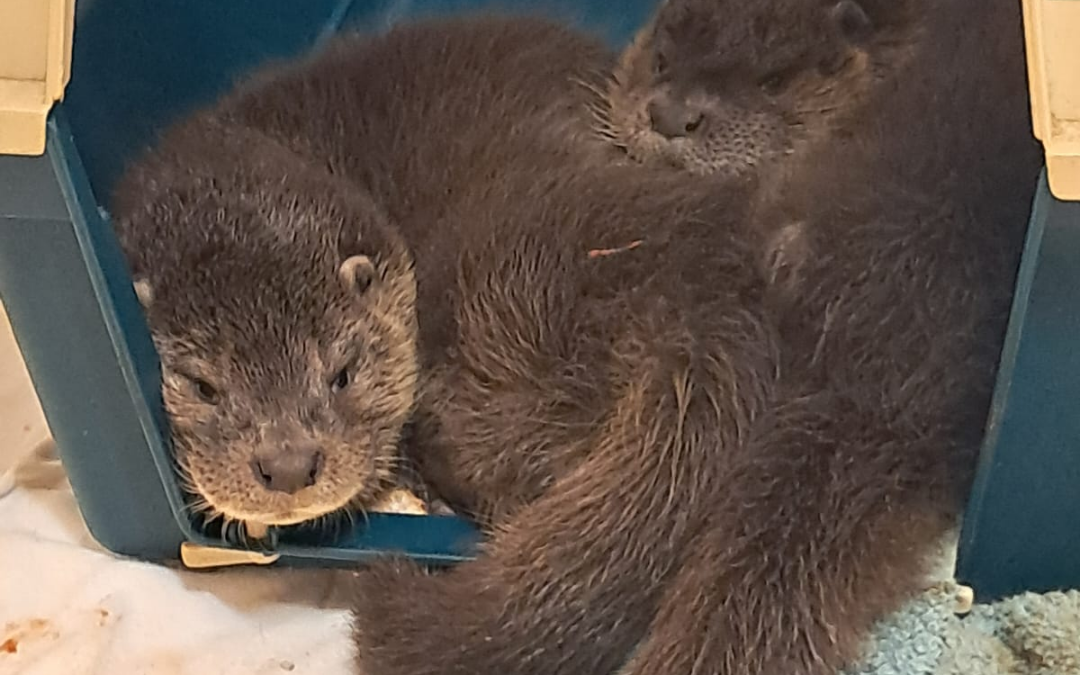 Manton & Asha successful introduction