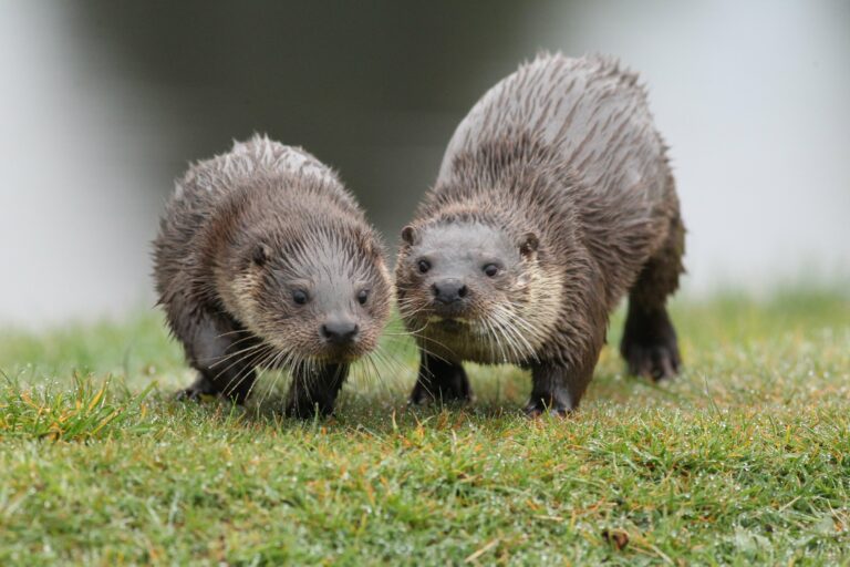Otter Facts - UK Wild Otter Trust