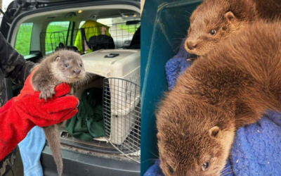 Ebbw and Elai’s Story