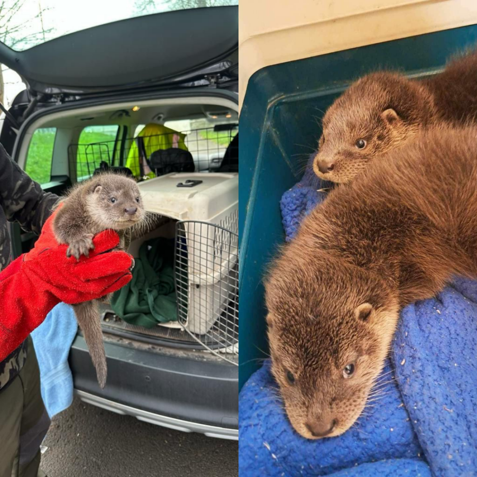 Adopt Orphaned Cubs Ebbw And Elai Uk Wild Otter Trust