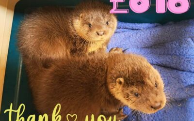 Otter cub fundraiser success!