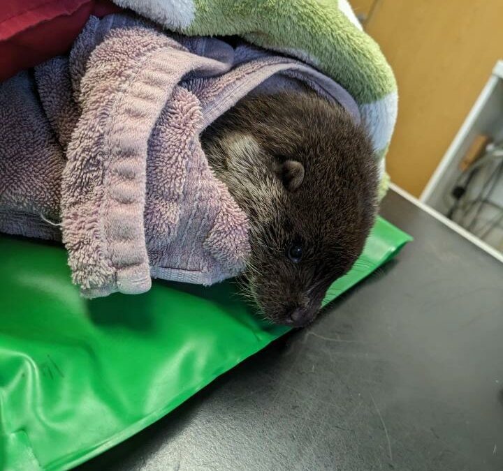 Manton’s Rescue 🦦