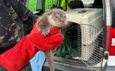 What to do if you find an otter cub