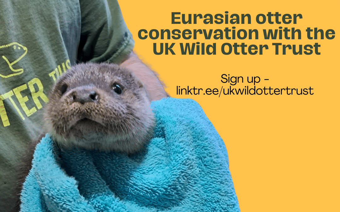 Eurasian Otter Conservation - Free Webinar - UK Wild Otter Trust