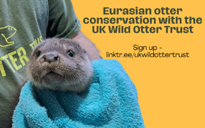 Eurasian Otter Conservation – Free Webinar