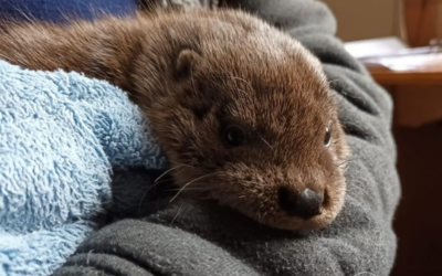 Another success story! Milly and Merv are wild otters once again. 🎉