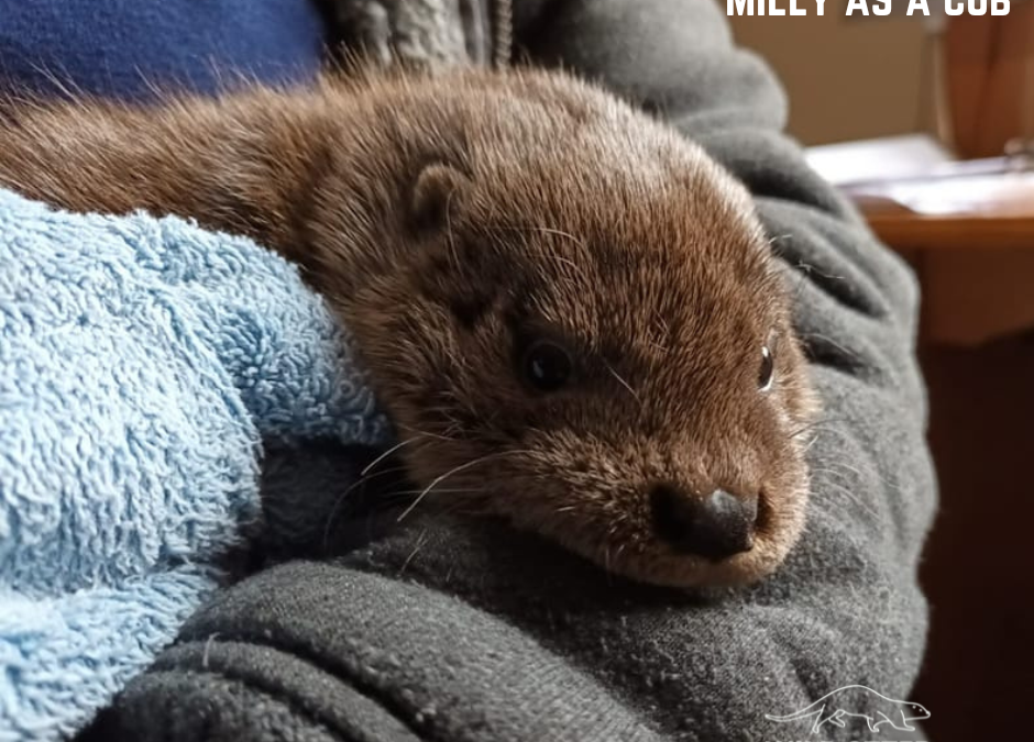 Another success story! Milly and Merv are wild otters once again. 🎉