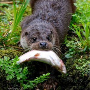 Give Tolga The Otter The Gift Of Food