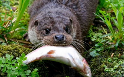 The recent good weather has meant that we have been able to start our 2024 otter releases. 🔆