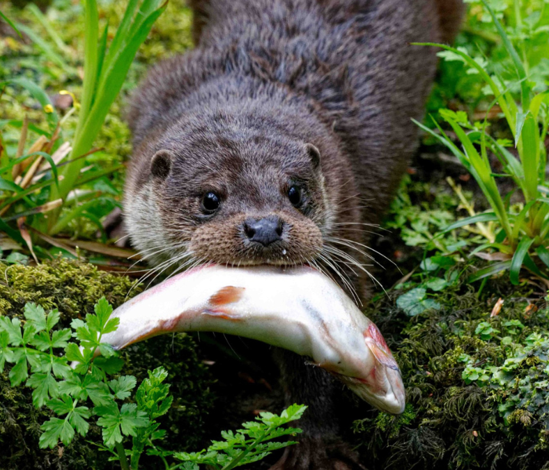 The recent good weather has meant that we have been able to start our 2024 otter releases. 🔆