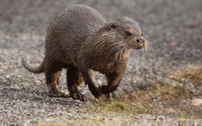 Slow Down For Otters