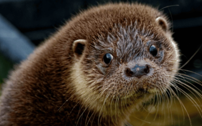 Make a pledge for otters!