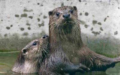 Otters’ 500-mile journey: two charities team up to rescue orphaned Scottish cubs