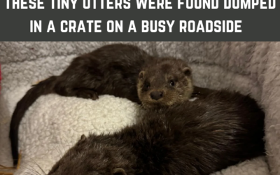 These tiny otters were found dumped in a crate on a busy roadside