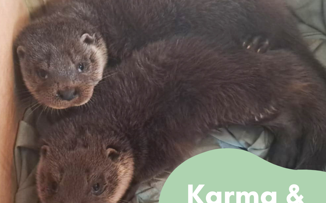 Update on the two cubs dumped on the side of the road in Shropshire 🦦
