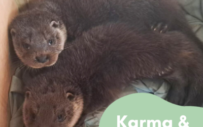 Update on the two cubs dumped on the side of the road in Shropshire 🦦