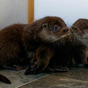 Give Two Rescued Otters The Gift Of Food
