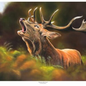Limited Edition Chris Dobson A3 Signed Stag Print