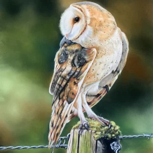 Limited Edition Chris Dobson A3 Signed Barn Owl Print