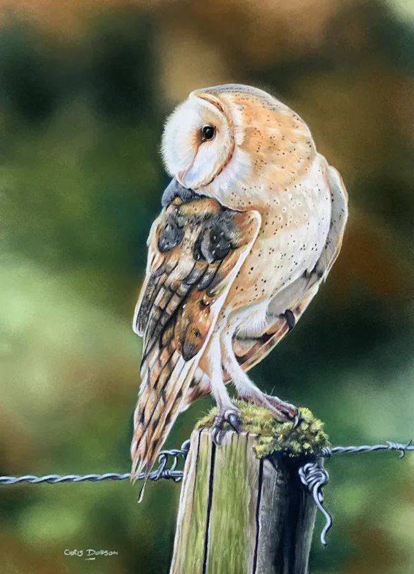 Limited Edition Chris Dobson A3 Signed Barn Owl Print