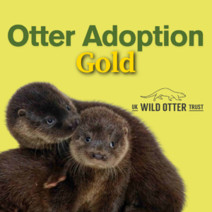 Otter Adoption - Gold