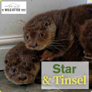 Adopt an Otter - Gold - star-and-tinsel