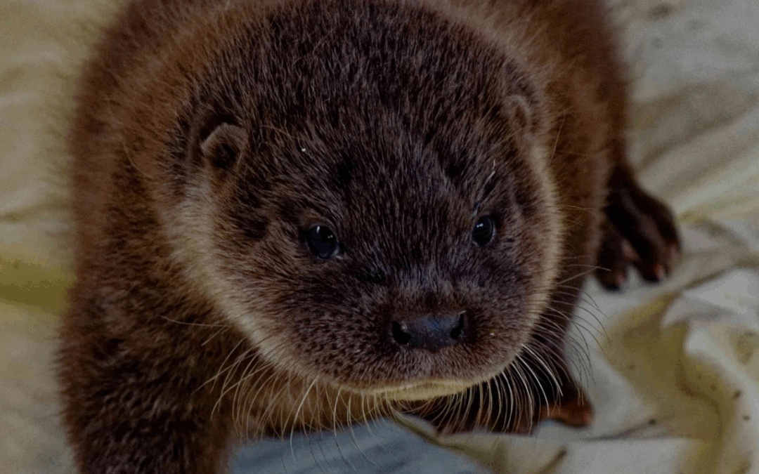 Motorway miracle: Tiny otter cub rescued after being found alone