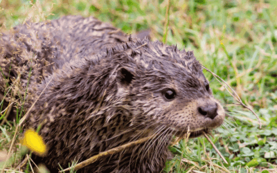 The Great Otter Trot – Walk for Otters