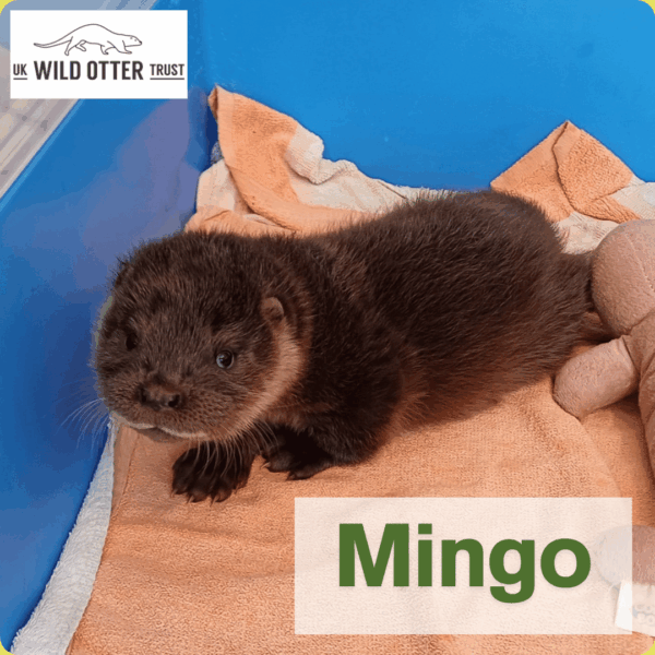 Otter Adoption - Bronze - Image 10