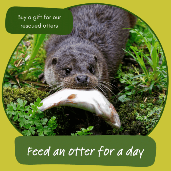 Feed an otter for a day