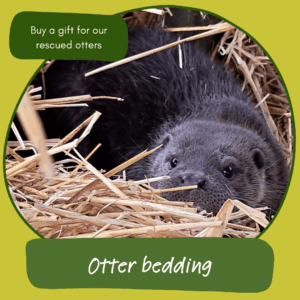 Give the gift of otter bedding