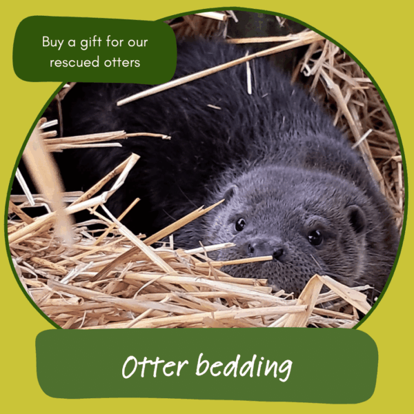Give the gift of otter bedding
