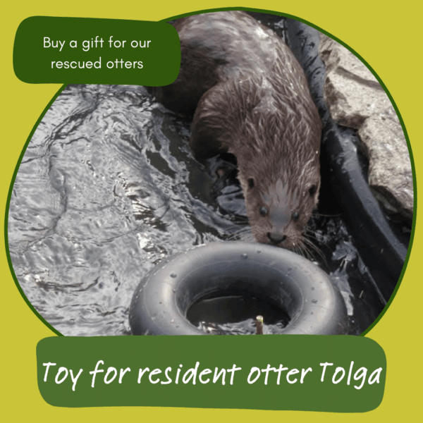Give the gift of a toy for resident otter Tolga