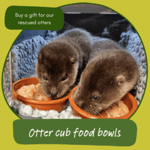 Give the gift of otter cub food bowls