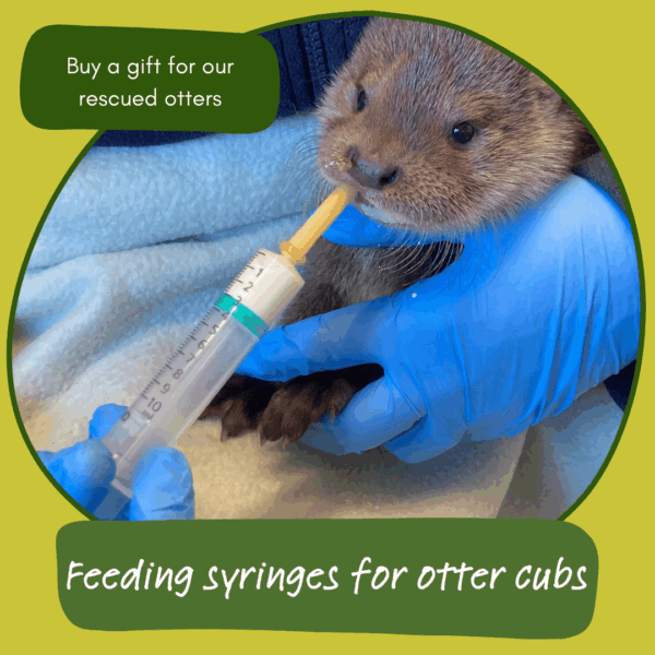 Give the gift of feeding syringes for otter cubs