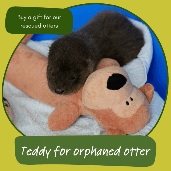 Give the gift of a teddy for an orphaned otter