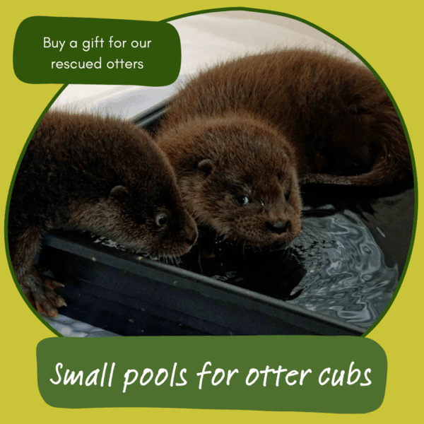 Give the gift of a small pool for otter cubs